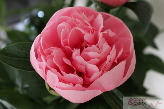 Bulk peonies are becoming the preferred choice for florists and event professionals